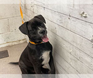 American Bulldog Dogs for adoption in San Bernardino, CA, USA