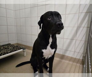 American Staffordshire Terrier-Labrador Retriever Mix Dogs for adoption in Derwood, MD, USA