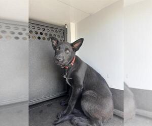 Shepradors Dogs for adoption in Camarillo, CA, USA