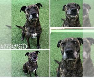 American Pit Bull Terrier-Dutch Shepherd  Mix Dogs for adoption in Von Ormy, TX, USA