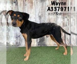 Labrottie Dogs for adoption in Conroe, TX, USA