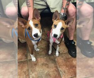 Basenji Dogs for adoption in Amarillo, TX, USA
