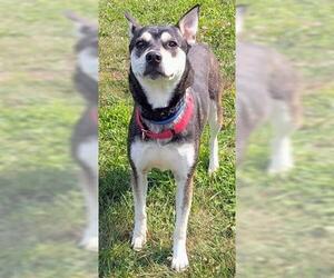 Gerberian Shepsky Dogs for adoption in Akron, OH, USA