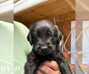 Golden Retriever-Unknown Mix Dogs for adoption in Bolivar, MO, USA