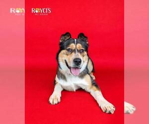 Gerberian Shepsky Dogs for adoption in West Valley, UT, USA