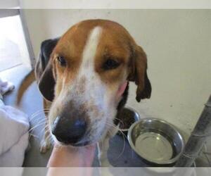 Treeing Walker Coonhound Dogs for adoption in Ocala, FL, USA