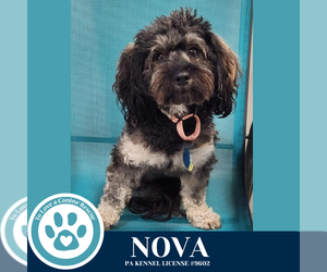 Poodle (Miniature)-Unknown Mix Dogs for adoption in Kimberton, PA, USA