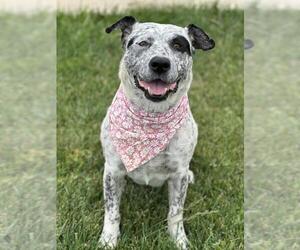 Mutt Dogs for adoption in Santa Barbara, CA, USA