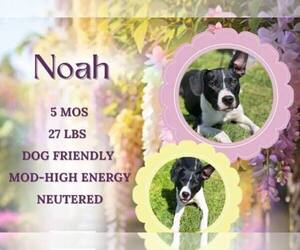 Mutt Dogs for adoption in Martinsburg, WV, USA