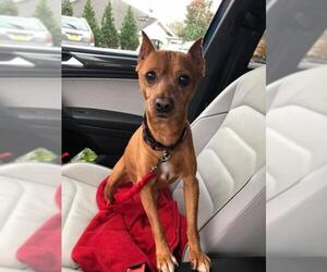 Miniature Pinscher-Unknown Mix Dogs for adoption in Rochester, NY, USA