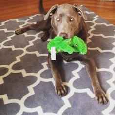 Medium Photo #1 Labrador Retriever Puppy For Sale in Perry, NY, USA