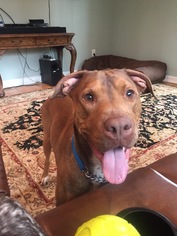 American Pit Bull Terrier-Doberman Pinscher Mix Dogs for adoption in Rockaway, NJ, USA