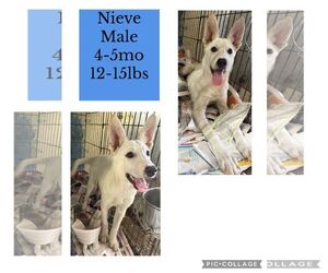 Siberian Husky-Unknown Mix Dogs for adoption in Virginia Beach, VA, USA