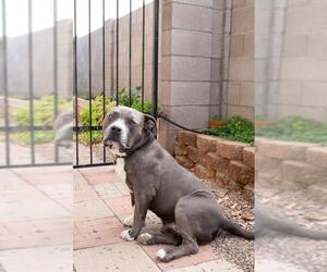Olde Bulldog Dogs for adoption in Chandler, AZ, USA