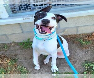 American Pit Bull Terrier-Unknown Mix Dogs for adoption in Long Beach, CA, USA
