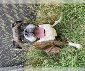 Boxer Dogs for adoption in Columbus, NC, USA