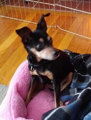 Miniature Pinscher Dogs for adoption in Templeton, MA, USA