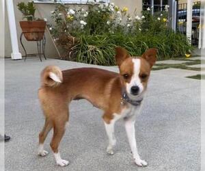 Basenji Dogs for adoption in Menifee, CA, USA