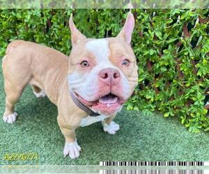 American Pit Bull Terrier Dogs for adoption in West Palm Beach, FL, USA
