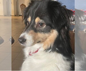 Australian Shepherd Dogs for adoption in Rancho Cucamonga, CA, USA