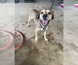 Mutt Dogs for adoption in Abbeville, LA, USA