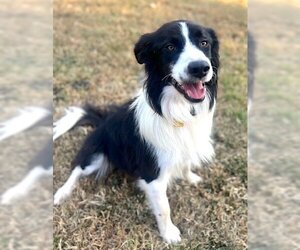 Medium Photo #1 Border Collie Puppy For Sale in Mount Airy, NC, USA