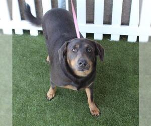 Beauceron Dogs for adoption in Modesto, CA, USA