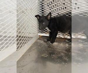 Australian Cattle Dog Dogs for adoption in Bakersfield, CA, USA