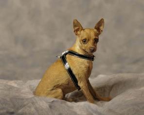 Miniature Pinscher-Unknown Mix Dogs for adoption in San Fernando, CA, USA