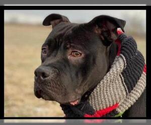 Staffordshire Bull Terrier Dogs for adoption in Kettering, OH, USA