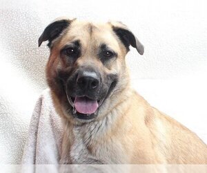 German Shepherd Dog-Mastiff Mix Dogs for adoption in Burbank, CA, USA