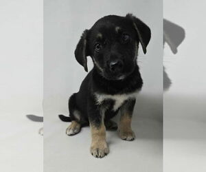 Lab-Pointer Dogs for adoption in Brewster, NY, USA