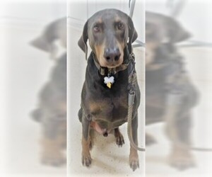 Doberman Pinscher Dogs for adoption in Rowayton, CT, USA