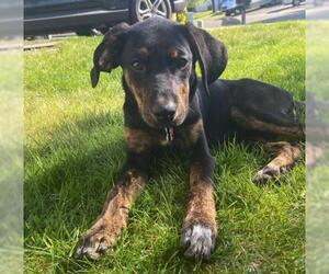 Beagle-Retriever  Mix Dogs for adoption in Minneapolis, MN, USA