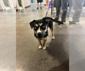 American Staffordshire Terrier-Siberian Husky Mix Dogs for adoption in Rockwall, TX, USA