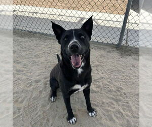 Labrador Retriever-Unknown Mix Dogs for adoption in Riverside, CA, USA