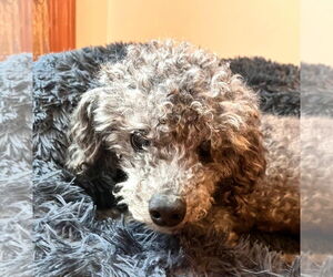 Poodle (Miniature) Dogs for adoption in Wheaton, IL, USA