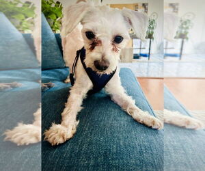 Maltese-Unknown Mix Dogs for adoption in Dana Point, CA, USA