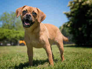 Puggle Dogs for adoption in Norfolk, VA, USA