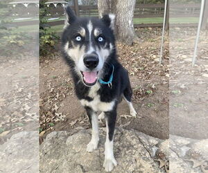 Siberian Husky Dogs for adoption in Cumming, GA, USA