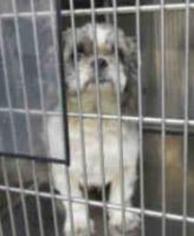 Shih Tzu Dogs for adoption in Claremore, OK, USA