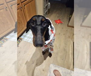 Doberman Pinscher Dogs for adoption in Buffalo, MN, USA