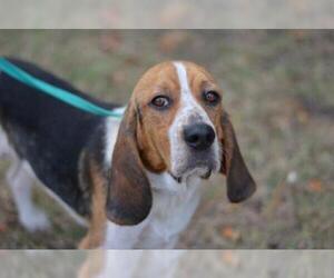 Bagle Hound Dogs for adoption in SHELTER  IS LOCATED ON:      Mt Moriah Rd., Winton, NC, USA