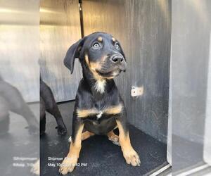 Labrador Retriever-Unknown Mix Dogs for adoption in San Antonio, TX, USA