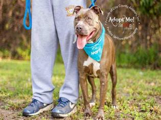 American Pit Bull Terrier Dogs for adoption in Fairfield, CA, USA
