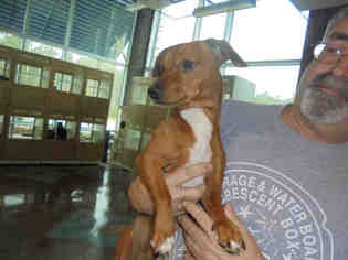 Rat-Cha Dogs for adoption in Lacombe, LA, USA