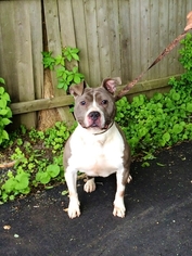 American Pit Bull Terrier-Unknown Mix Dogs for adoption in Rowayton, CT, USA
