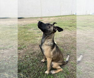 Mutt Dogs for adoption in Imlay City, MI, USA