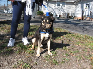 Mutt Dogs for adoption in Concord, NC, USA