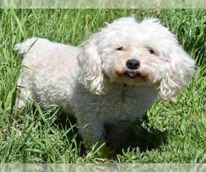 Poodle (Miniature) Dogs for adoption in Aurora, CO, USA